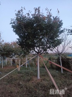 18公分阳光樱