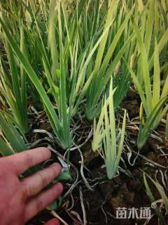 高度20厘米德国鸢尾