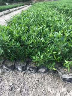 高度20厘米小叶栀子