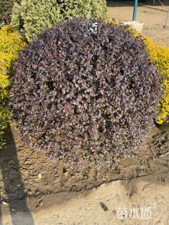 冠幅80厘米红花继木球