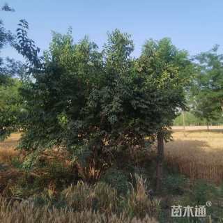 高度300厘米丛生金银木