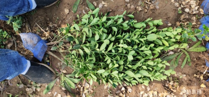 高度80厘米大叶黄杨