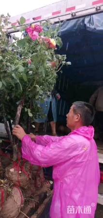 3公分高杆树状月季