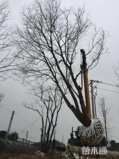 胸径(1.2m量)公分乌桕