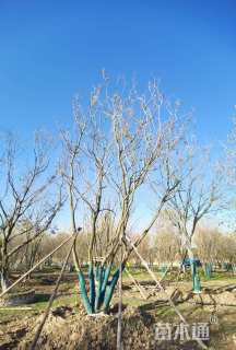 15公分(5杆)丛生朴树