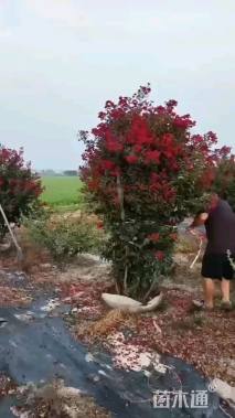6公分红火箭紫薇