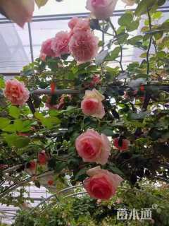 150厘米藤本欧月