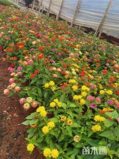 高度25厘米福禄考