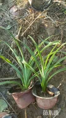 高度20厘米常绿萱草