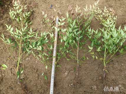 高度45厘米南天竹小苗