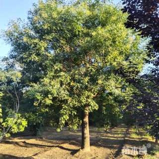 28公分国槐