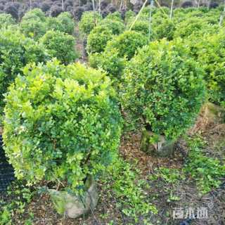 高度80厘米九里香球