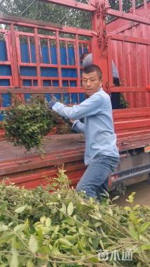 60厘米小叶扶芳藤