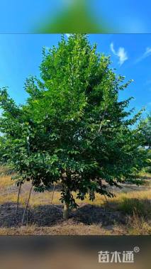 18公分乐昌含笑