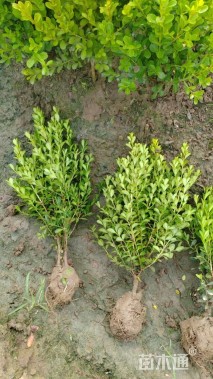 高度50厘米黄杨