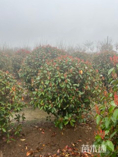 冠幅150厘米红叶石楠球