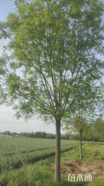 25公分国槐25公分