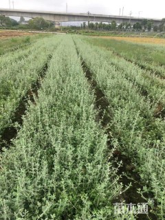 高度30厘米灌从石蚕