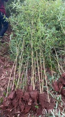 地栽苗早园竹