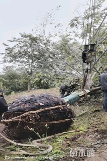 15公分(4杆)丛生朴树