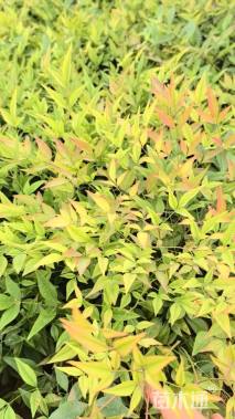 高度35厘米南天竹小苗