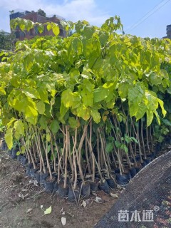 0.8公分海南菜豆树