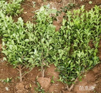 高度80厘米大叶黄杨
