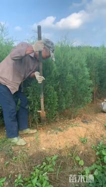 高度80厘米侧柏