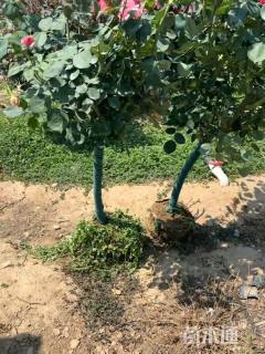 高度120厘米月季