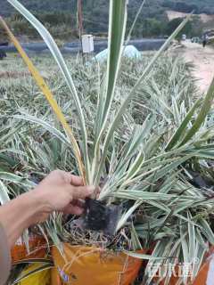 高度40厘米山管兰