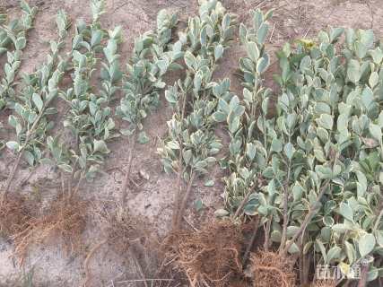 高度40厘米金边黄杨