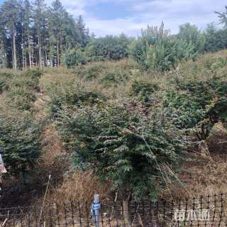 9公分日本红枫-红舞姬