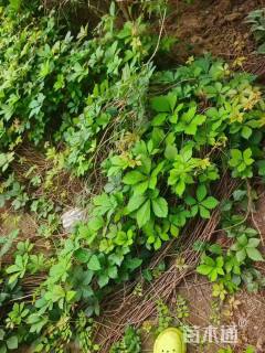 50厘米三叶地锦