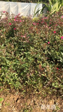 高度40厘米丰花月季