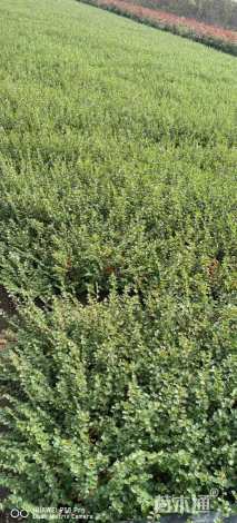 高度40厘米平枝栒子