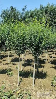 高度170厘米木槿