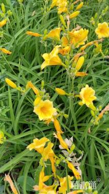 高度35厘米金娃娃萱草