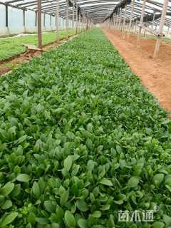 高度6厘米金光菊