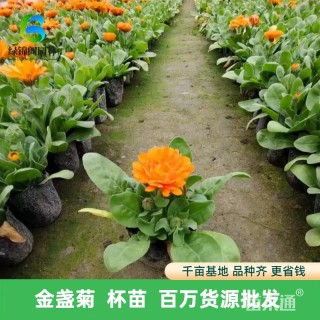 高度35厘米金盏菊
