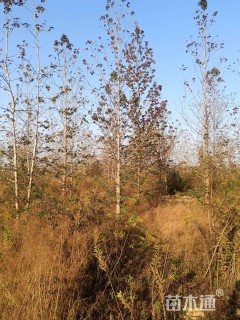 12公分北美枫香