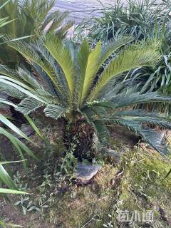 裸干高60厘米铁树