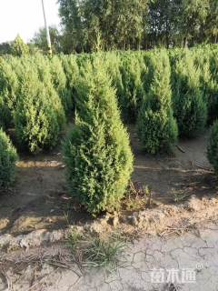 高度80厘米蜀桧