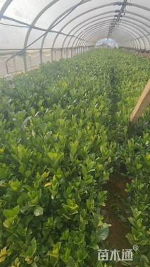 高度45厘米大叶栀子