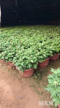 高度30厘米菊花