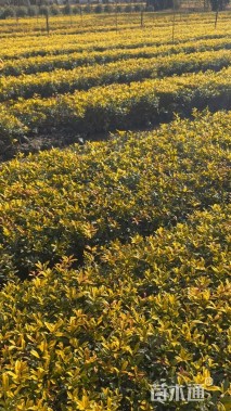 高度40厘米黄金枸骨