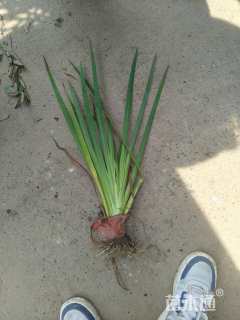 高度40厘米黄菖蒲