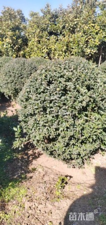 高度120厘米小叶黄杨