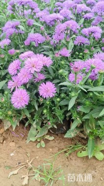 高度35厘米翠菊