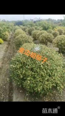 高度80厘米金边胡颓子球