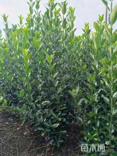 高度100厘米大叶黄杨